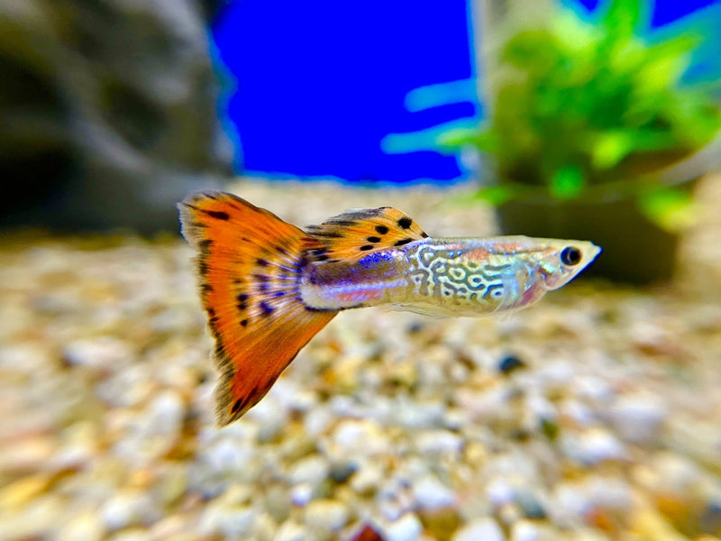Guppy Männchen "Schlangenhaut rot"