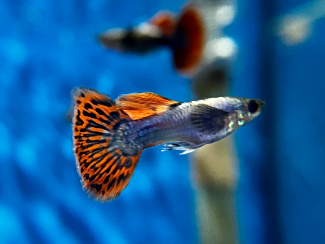Guppy Männchen - Poecilia reticulata "Dumbo ear"