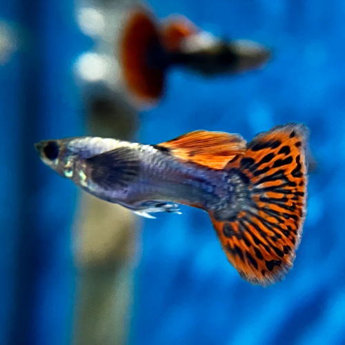 Guppy Männchen - Poecilia reticulata "Dumbo ear"