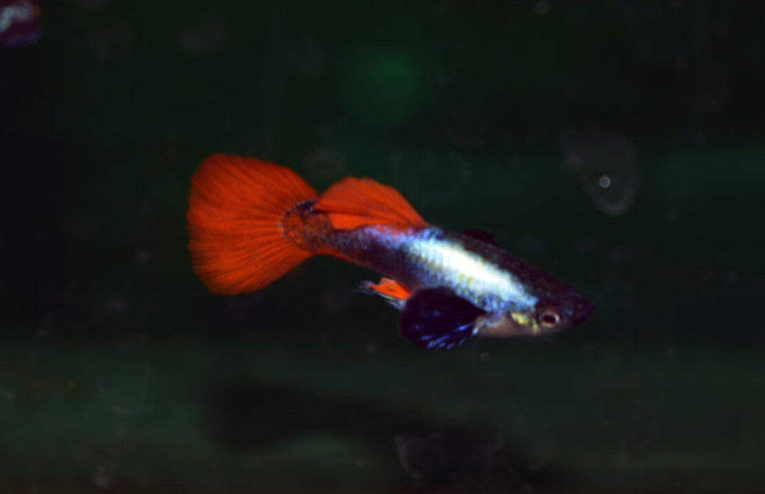 Guppy Männchen - Poecilia reticulata "Dumbo ear platinum red"