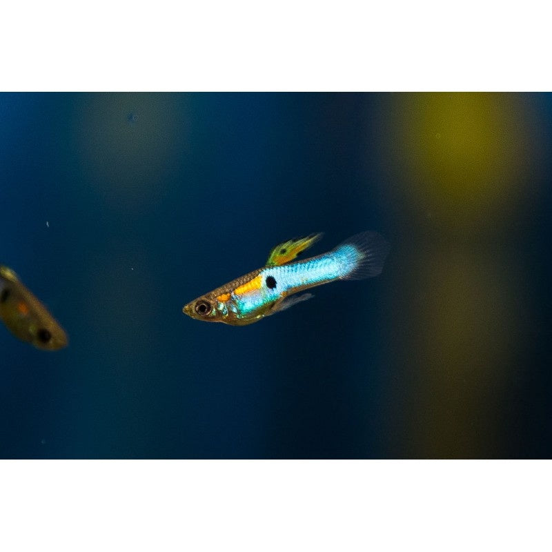 Guppy Männchen - Poecilia wingei "Japan blue"