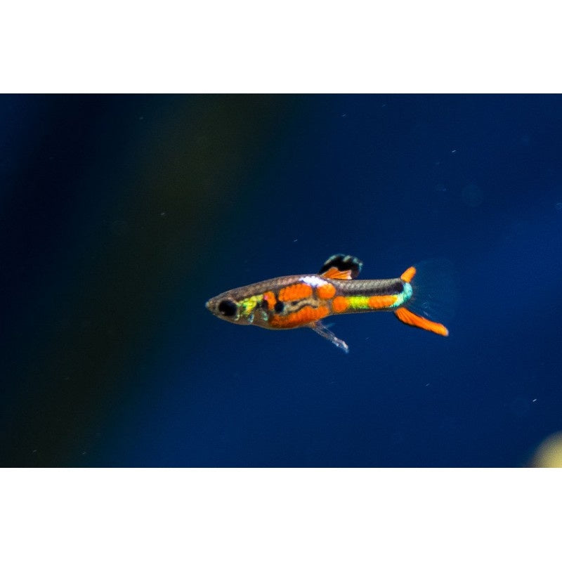 Guppy Endler - Poecilia wingei "Red chest"