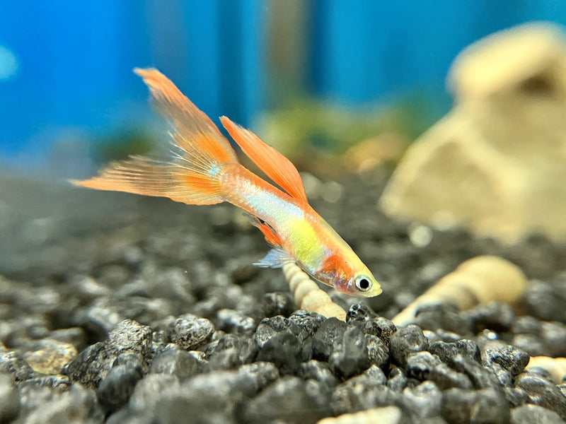 Guppy Endler - Poecilia wingei "Red Flame"