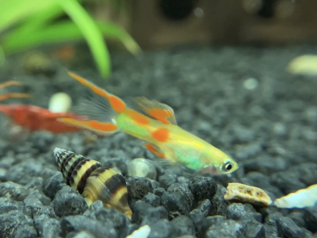 Guppy Männchen - Poecilia wingei "Yellow laser tail"