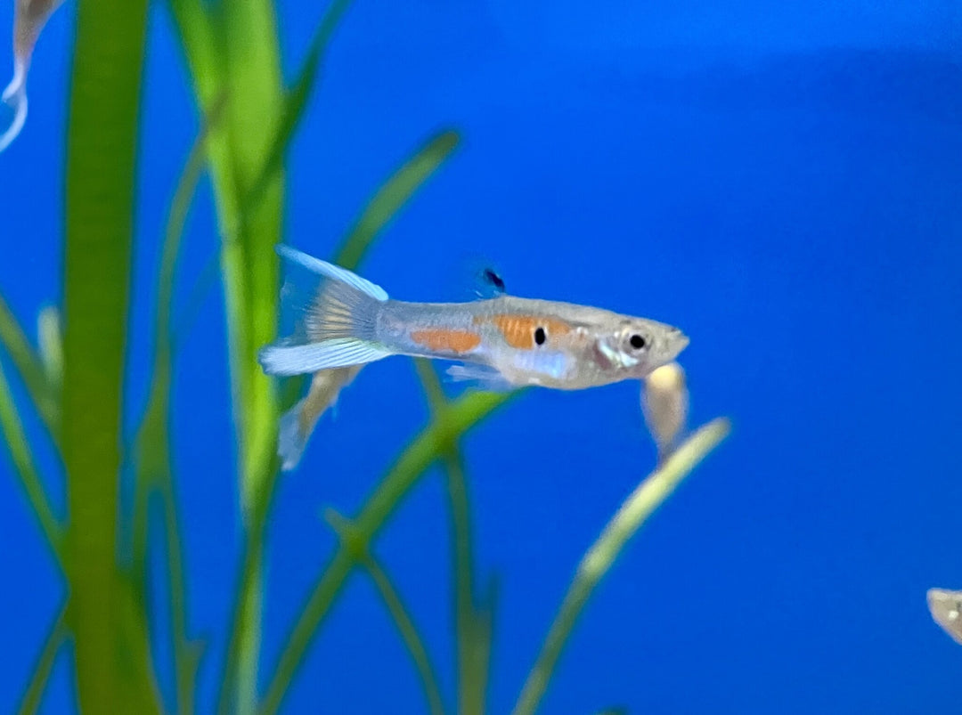 Guppy Gabelschwanz - Poecilia reticulata