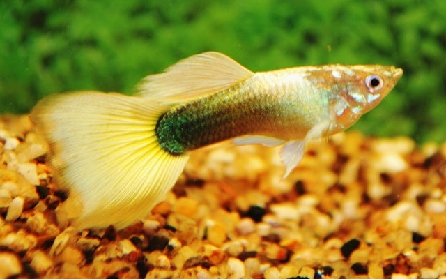 Guppy Männchen - Poecilia reticulata "Tuxedo Gelb"