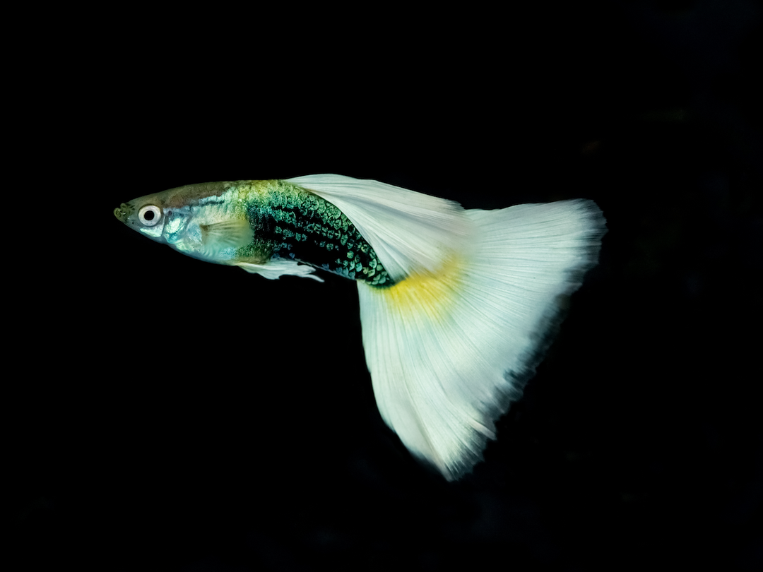 Guppy Männchen - Poecilia reticulata "Luminious weiss"