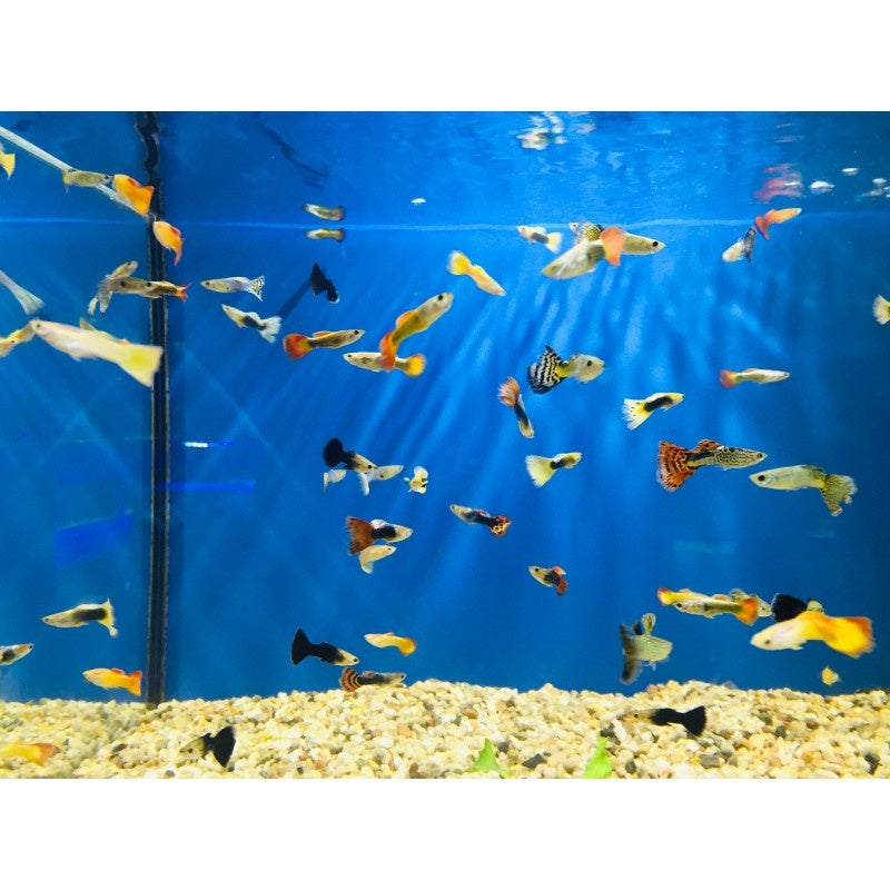 Guppy Männchen "gemischt"   XXL