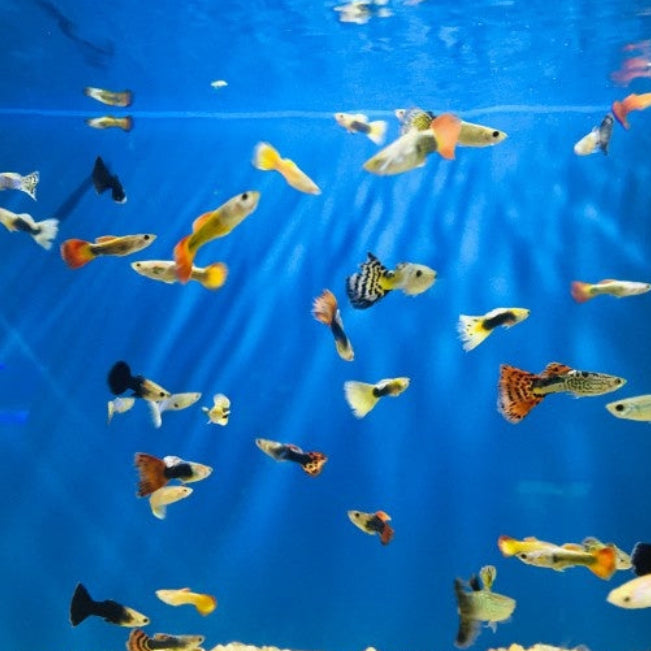Guppy Männchen "gemischt"