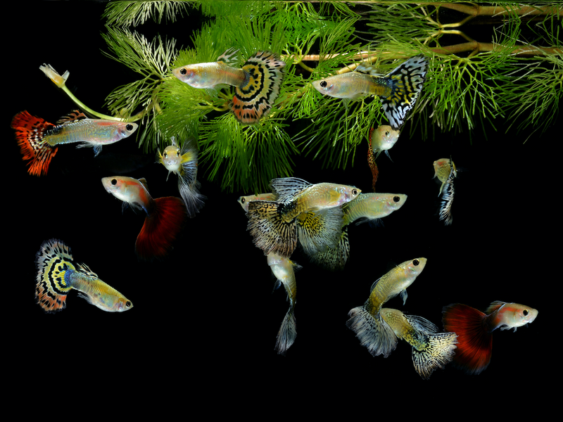 Guppy Männchen Mix 10 Stück