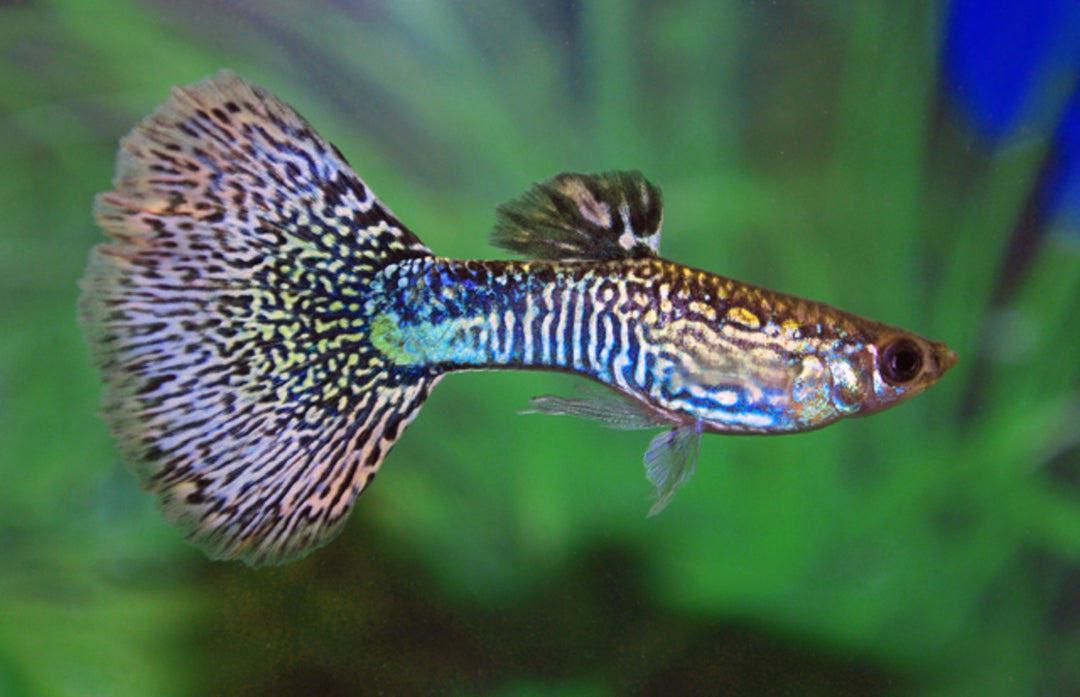 Guppy Männchen - Poecilia reticulata "Mosaik Grün"