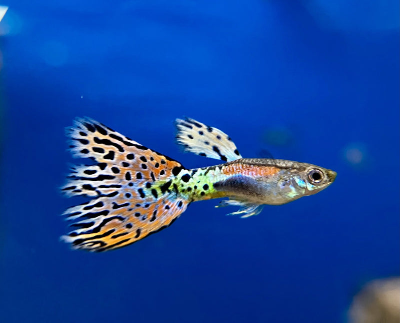 Guppy Männchen "Mosaik Pink"