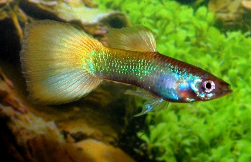 Guppy Männchen - Poecilia reticulata "Neon gelb"