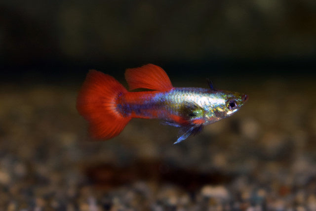 Guppy Männchen "Dulan neon rot"
