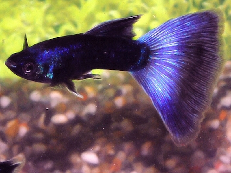 Guppy Männchen - Poecilia reticulata "Pauw Blauw"