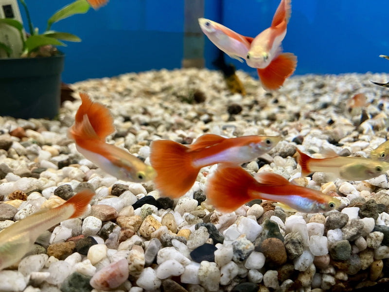Guppy Rainbow - Poecilia reticulata
