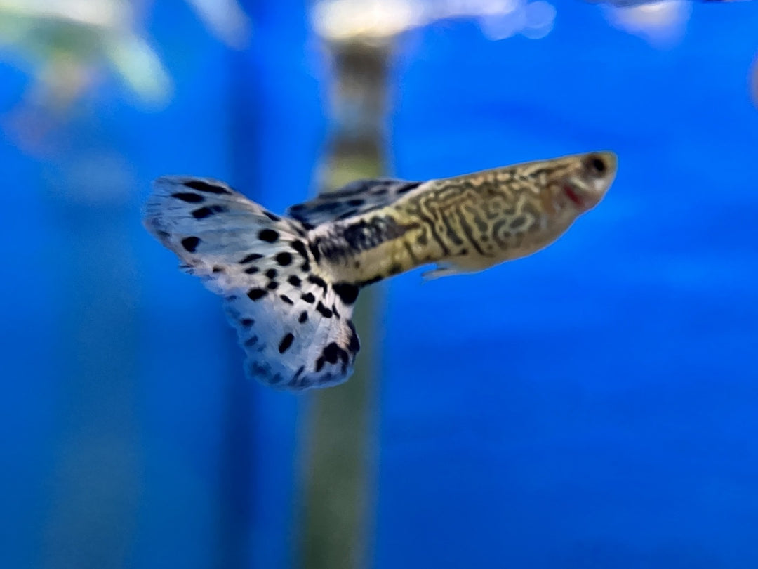 Guppy Männchen "Schlangenhaut Cobra blau"