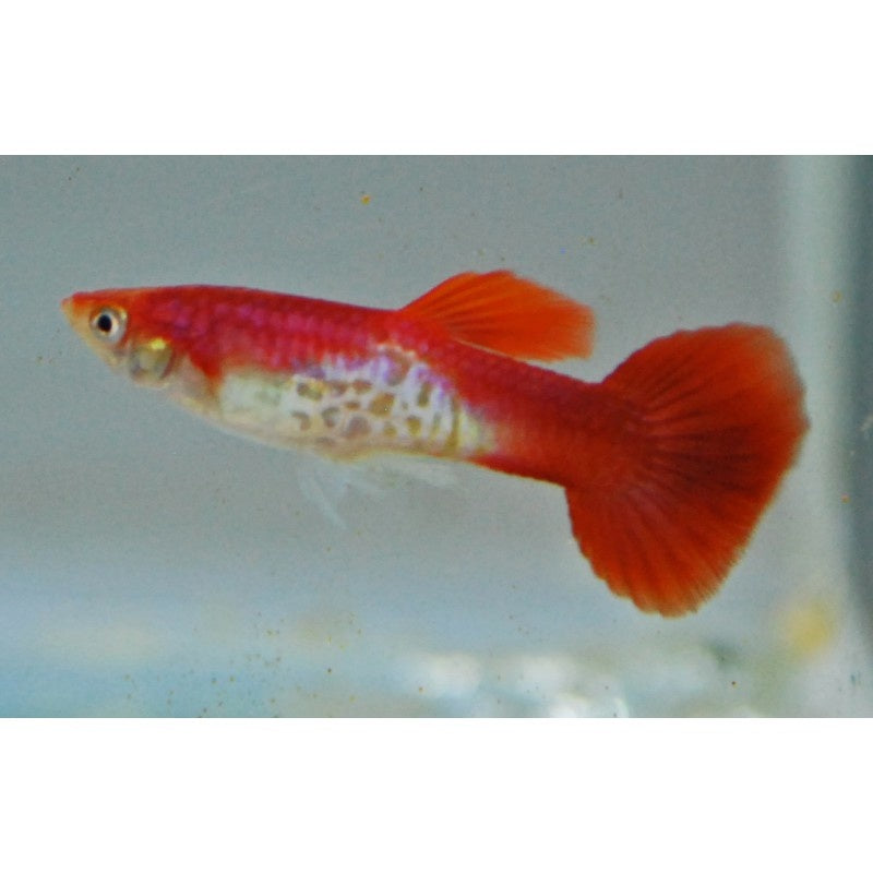 Guppy Männchen "Schlangenhaut Flamingo rot"