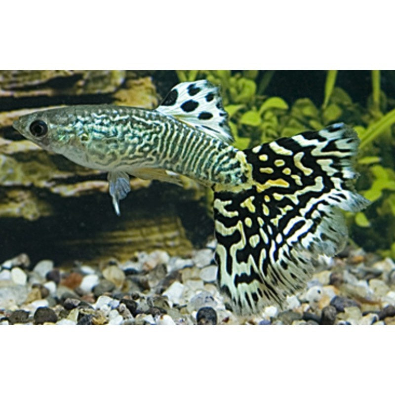 Guppy "Schlangenhaut Cobra grün"