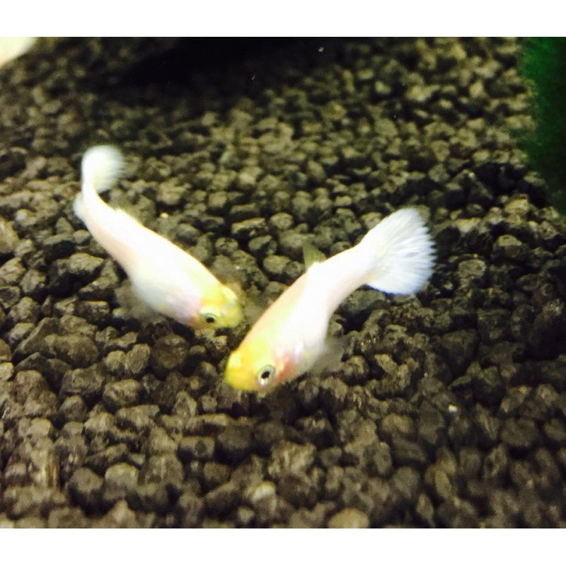 Guppy - Poecilia reticulata "Snow White"