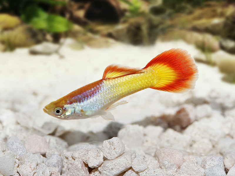 Guppy Männchen - Poecilia reticulata "Sunset"