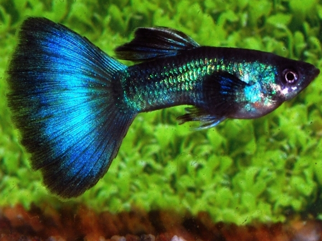 Guppy Männchen - Poecilia reticulata "Türkis"
