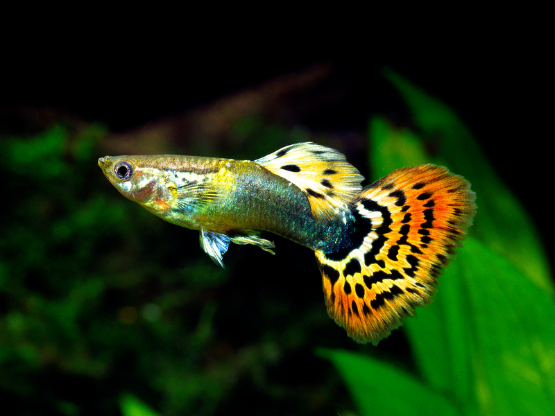 Guppy Männchen - Poecilia reticulata "Tuxedo Leopard"
