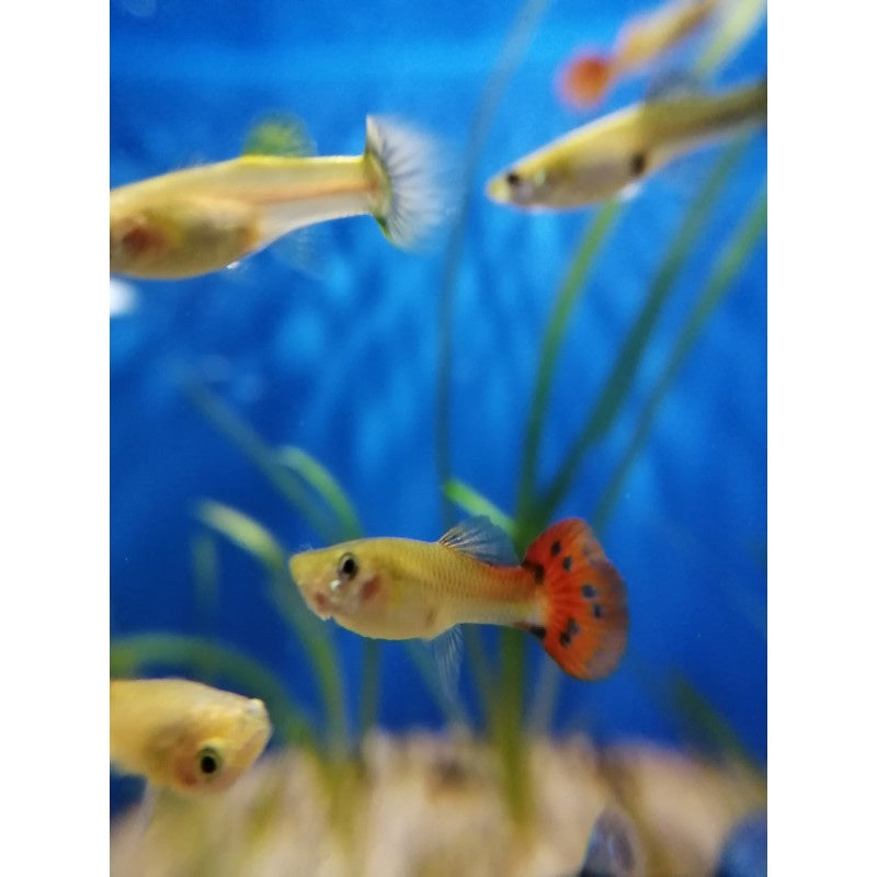 Guppy Weibchen - Poecilia reticulata "gemischt"