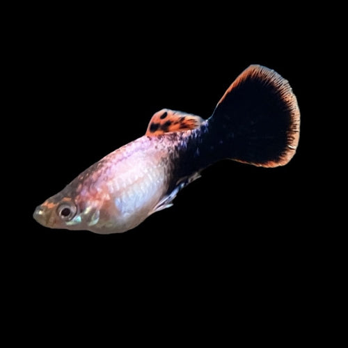 Guppy Männchen - Poecilia reticulata "Pink Tuxedo“