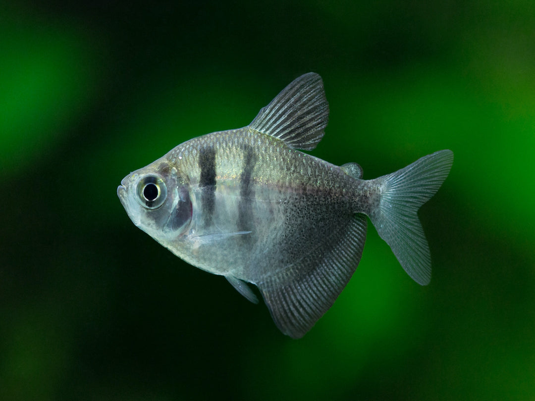 Salmler Trauer Mix