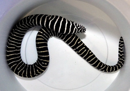 Zebramuräne