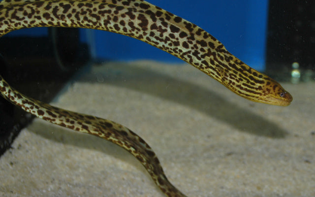 Leopardmuräne (Süßwassermuräne) - Gymnothorax polyuranodon