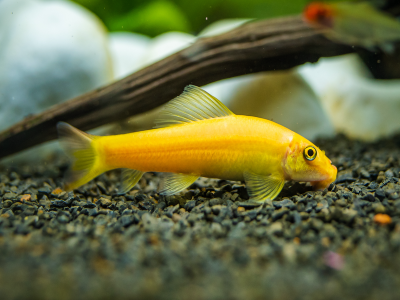Siamesische Saugschmerle - Gyrinocheilus aymonieri "Gold"