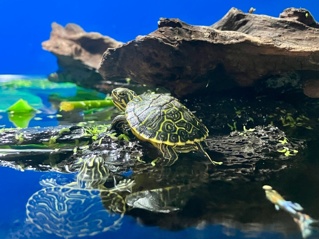 Halbinsel Schmuckschildkröte  - Pseudemys floridana peninsularis
