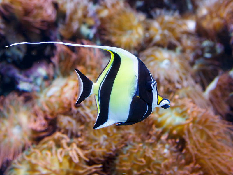 Halfterfisch