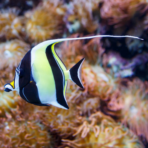 Halfterfisch - Zanclus cornutus