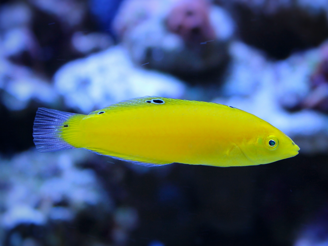 Kanarien Lippfisch - Halichoeres chrysus
