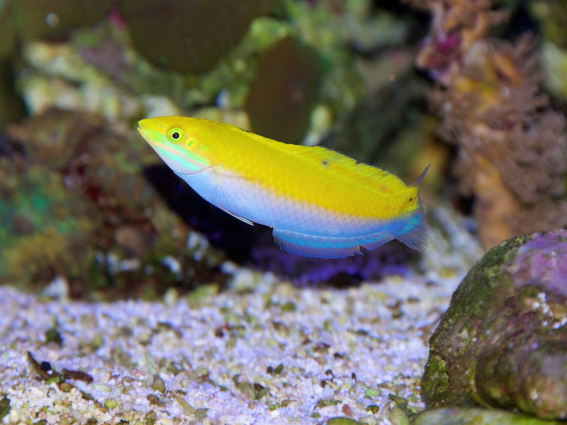 Indischer Kanarien Lippfisch - Halichoeres leucoxanthus