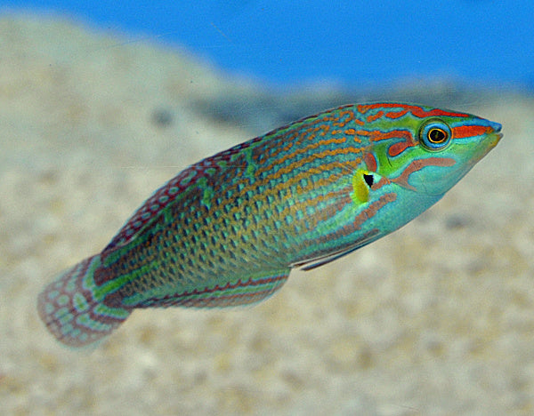 Regenbogenlippfisch - Halichoeres melanurus