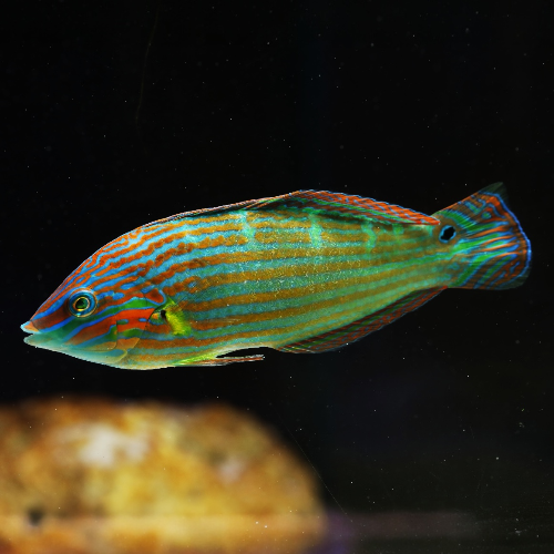 Regenbogenlippfisch - Halichoeres melanurus