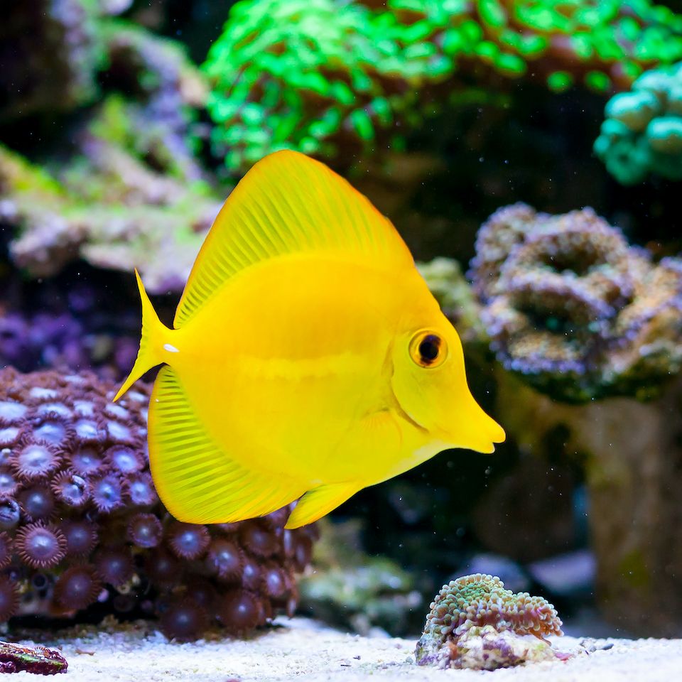 Hawaii Doktor - Zebrasoma flavescens "Nachzucht"