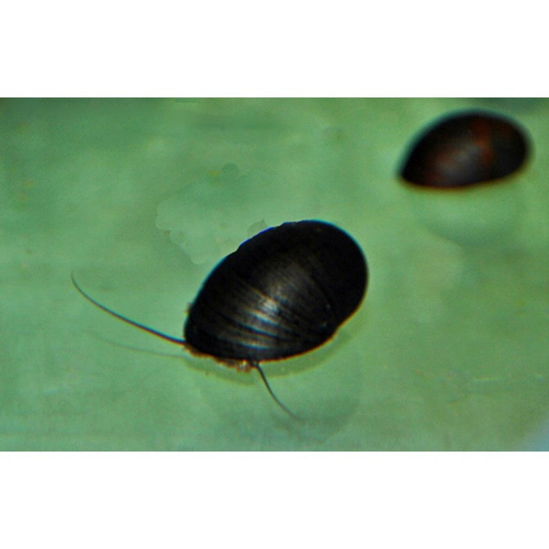 Helmschnecke - Neritina pulligera
