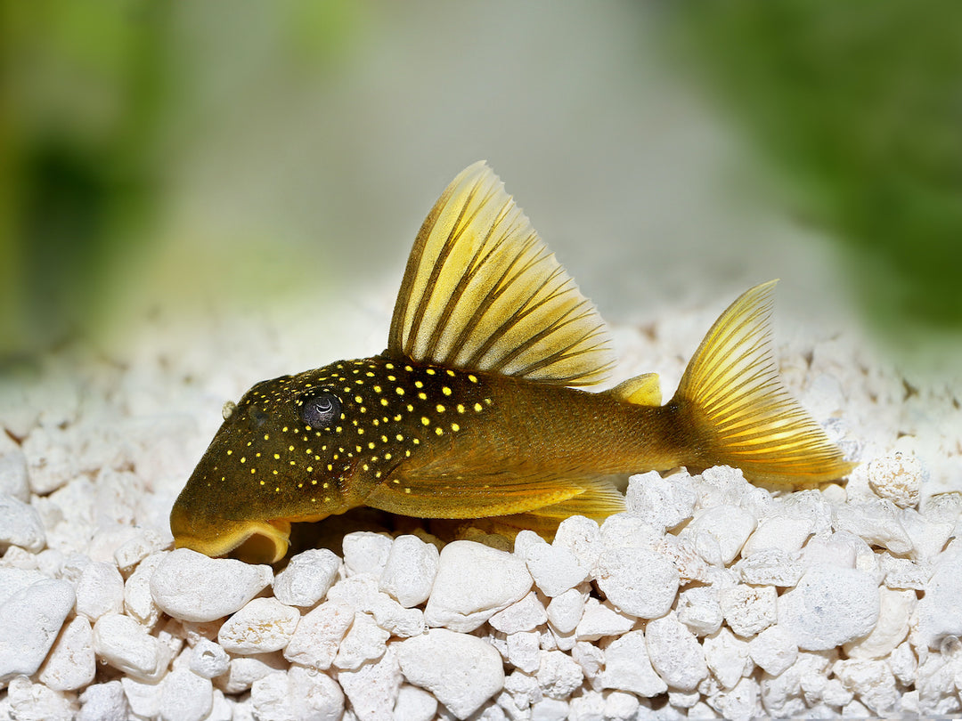 Gelber Phantomwels - Hemiancistrus subviridi L200