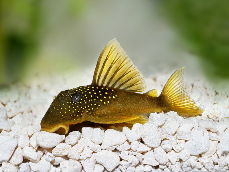 Gelber Phantomwels - Hemiancistrus subviridi L200
