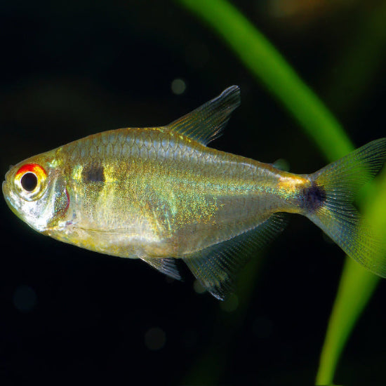 Schlusslichtsalmler - Hemigrammus ocellifer