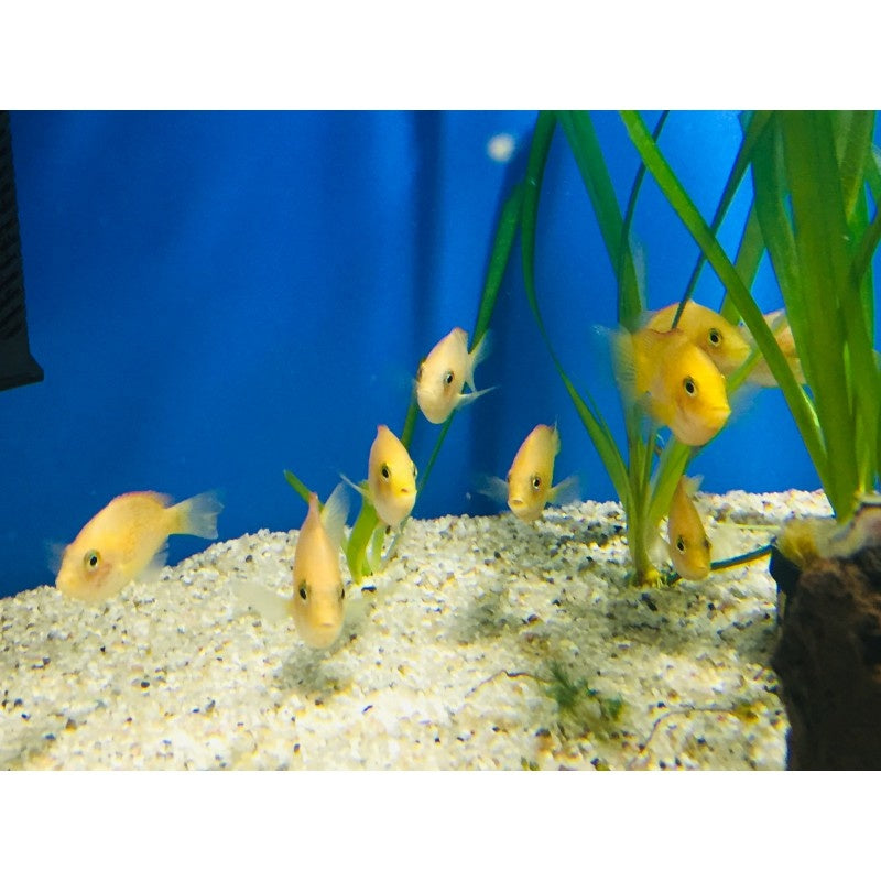 Heros severum - Augenfleckbuntbarsch "red spotted"