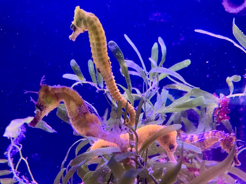 Seepferdchen - Hippocampus erectus "Gelb" NZ