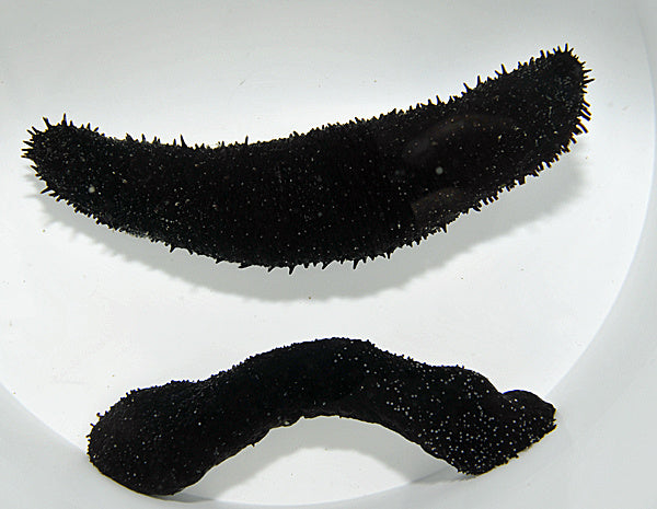 Schwarze Seegurke - Holothuria (Halodeima) atra