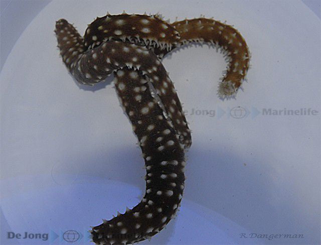 Schlanke Warzenseewalze  - Holothuria (Mertensiothuria) hilla