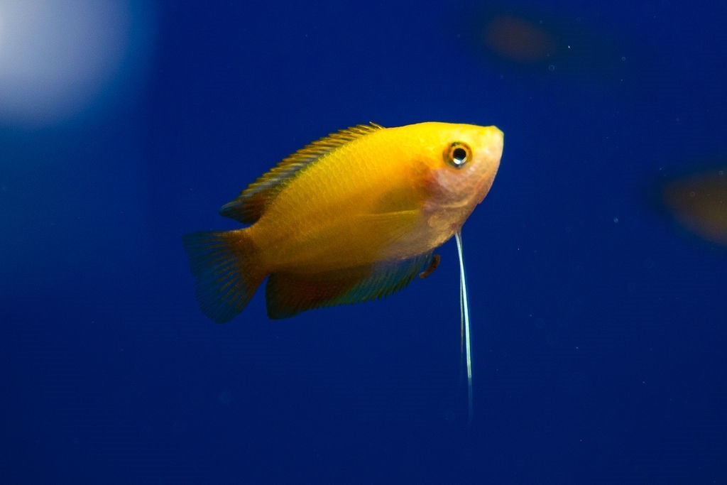 Honiggurami - Trichogaster chuna "Gold"